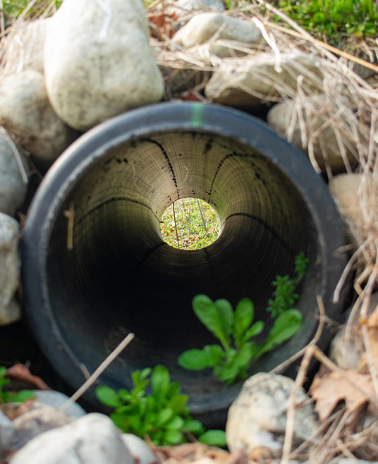 Drain + Tree project — landscape installation in Athens, GA